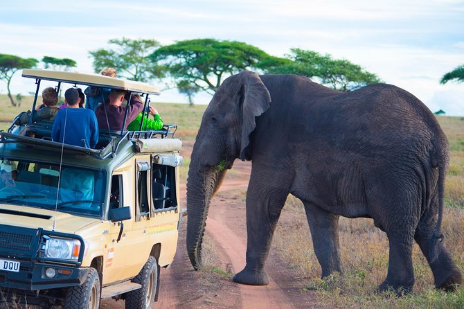5 Days Lodge Safari. - Day five: Down into the Ngorongoro Crater