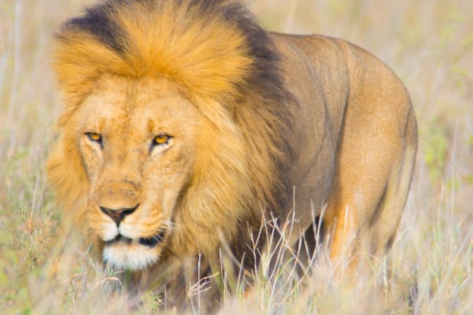 5 Days Lodge Safari. - What the $2,309.54 price really buys