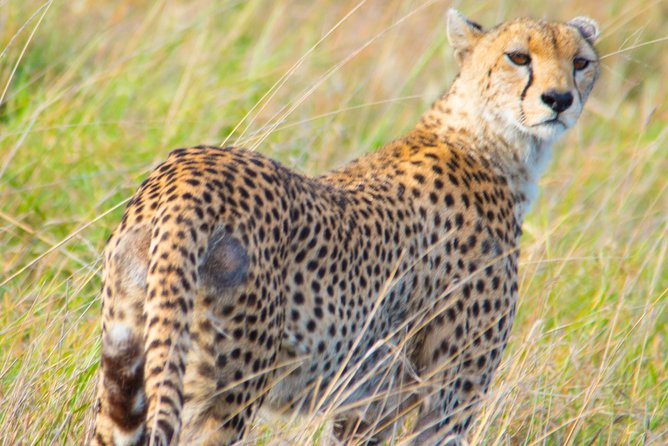 5 Days Lodge Safari. - The guide can make or break long safari days