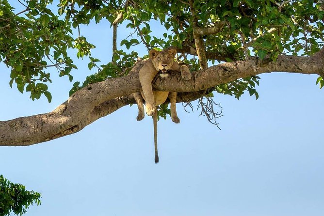 5 Days Luxury Lodge Safari Tour Tanzania - Day 2: Crossing Ngorongoro toward the Serengeti