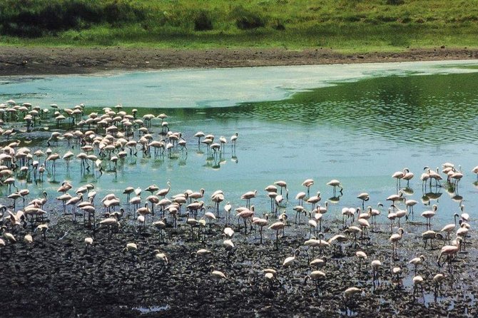 5 Days Luxury Lodge Safari Tour Tanzania - Day 3: A full Serengeti day from Seronera