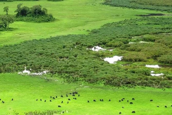 5 Days Luxury Lodge Safari Tour Tanzania - Day 4: Final Serengeti sightings before the highlands