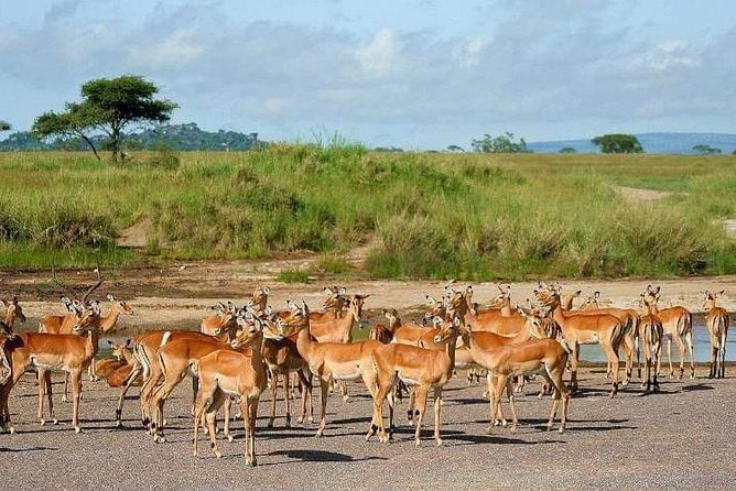 5 Days Luxury Lodge Safari Tour Tanzania - Day 5: Wildlife close to the vehicle in Ngorongoro Crater