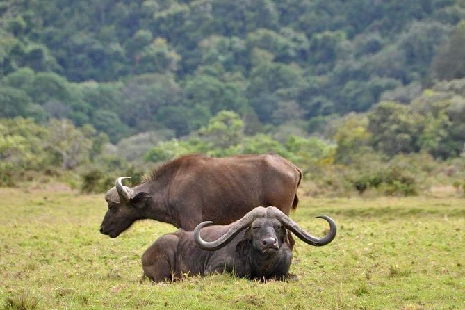 5 Days Luxury Lodge Safari Tour Tanzania - Lodge comfort and meals
