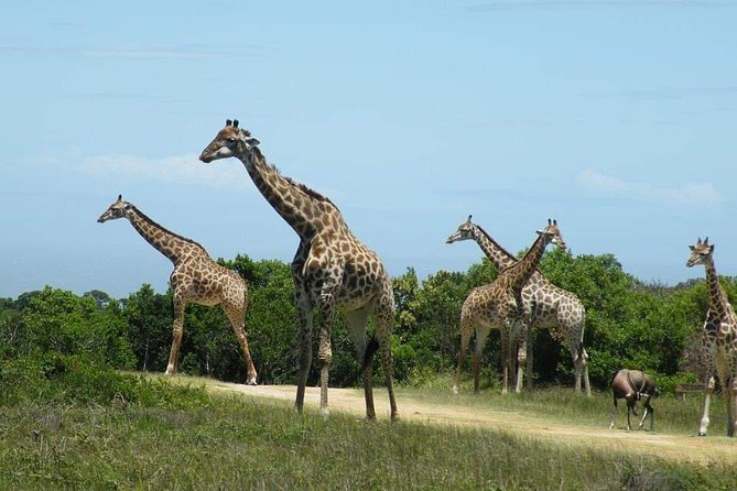 5 Days Luxury Lodge Safari Tour Tanzania - What the guide and group setup mean