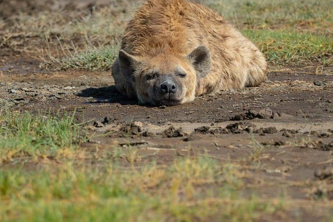 5 Days Luxury Lodge Safari Tour Tanzania - Day 1: Tarangire’s elephants and open woodland