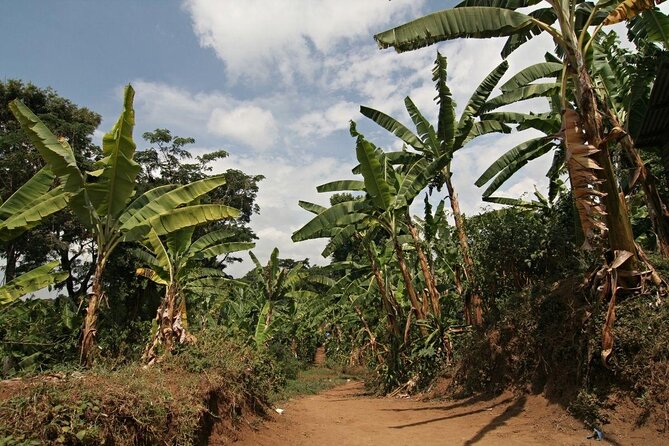 5 Days Marangu Route Kilimanjaro Trekking - Day 1: Rainforest, Mandara Hut, and Maundi Crater