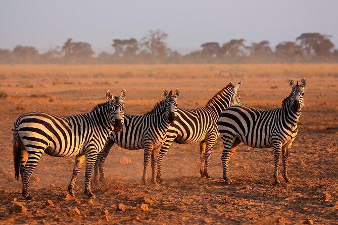5 Days Mid-Range Group Safari with Accommodation - Four parks, one compact Tanzania safari
