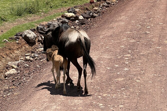 5 Days of Wilderness Ride - Starting in Arusha with a proper briefing