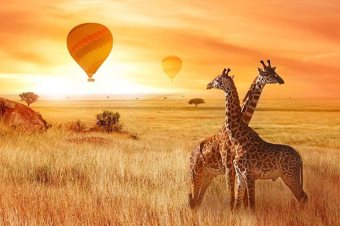 5 Days Private Safari- Tarangire, Serengeti, Ngorongoro & Manyara - Day 1: Elephants and Baobabs in Tarangire