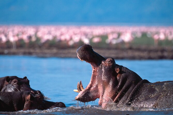 5-Days Private Safari Tour in Trangire, Serengeti, and Ngorongoro Crater - Day 3: A full Serengeti day with room to choose