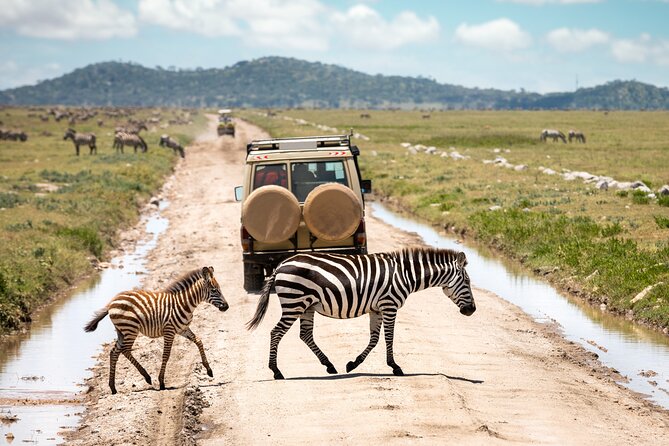 5 Days Private Safari Tour & Maasai village Visit Tanzania - Day 4: Big cats in Seronera and the road toward Ngorongoro