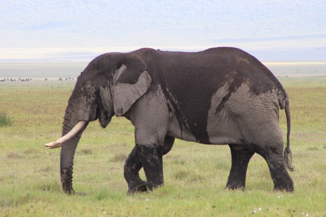 5-Days Private Tanzania Safari Tour - Key points at a glance
