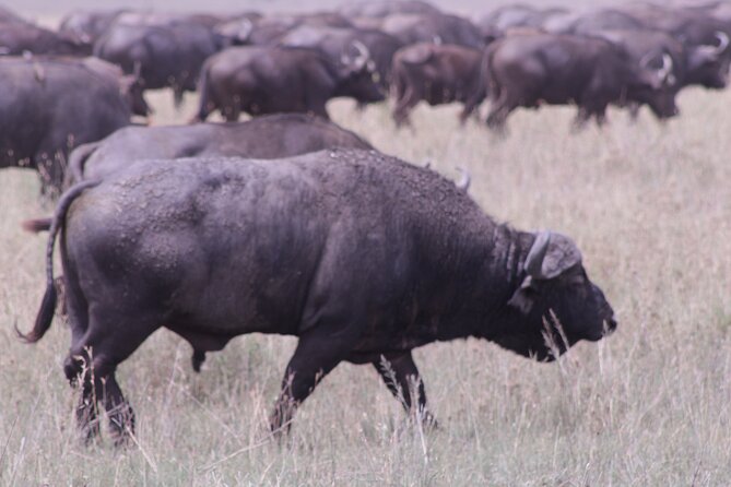 5-Days Private Tanzania Safari Tour - Why this five-day route works