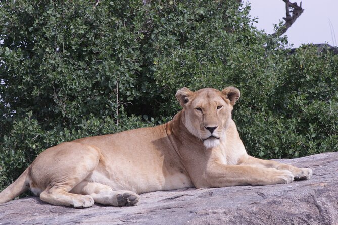 5-Days Private Tanzania Safari Tour - Day 4: Ngorongoro Crater and the black rhino search