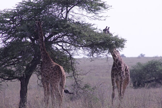 5-Days Private Tanzania Safari Tour - Day 5: Lake Manyara and the walking safari