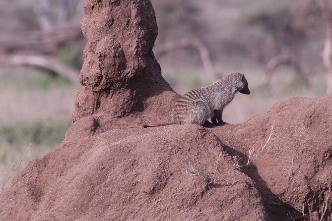 5-Days Private Tanzania Safari Tour - Should you book the five-day Tanzania safari?