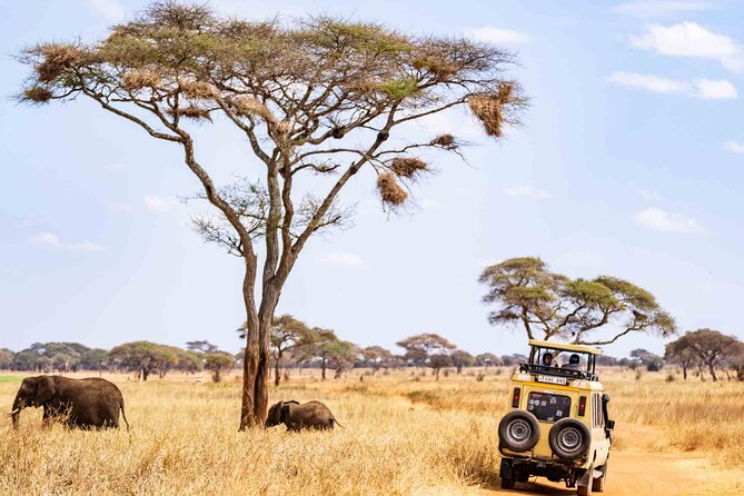 5 Days Private Tarangire, Serengeti, Ngorongoro, Manyara Safaris - Day 2: From Karatu farmland into the Serengeti