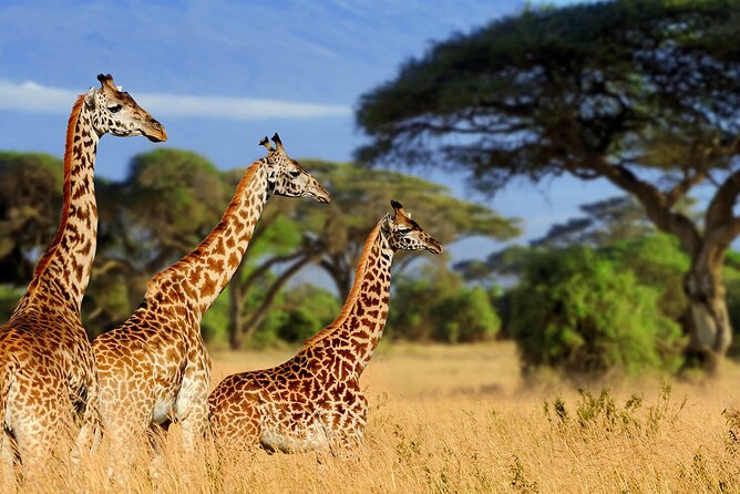 5 Days Private Tarangire, Serengeti, Ngorongoro, Manyara Safaris - Day 5: Descending into Ngorongoro Crater
