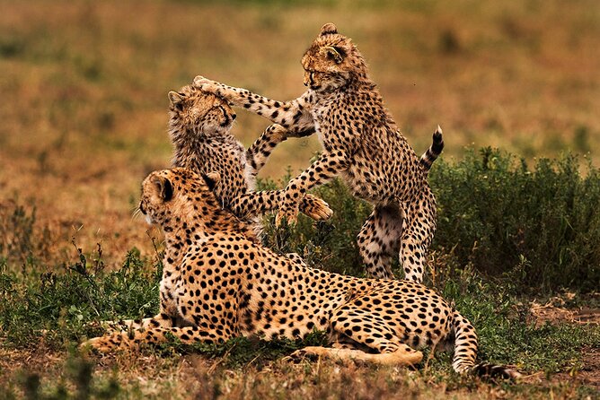 5 Days Private Tarangire, Serengeti, Ngorongoro, Manyara Safaris - What the private format adds