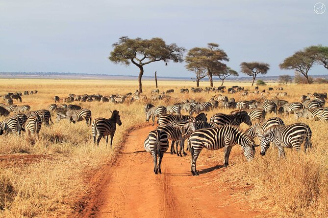 5 Days Private Tarangire, Serengeti, Ngorongoro, Manyara Safaris - Is $3,500 a good value?