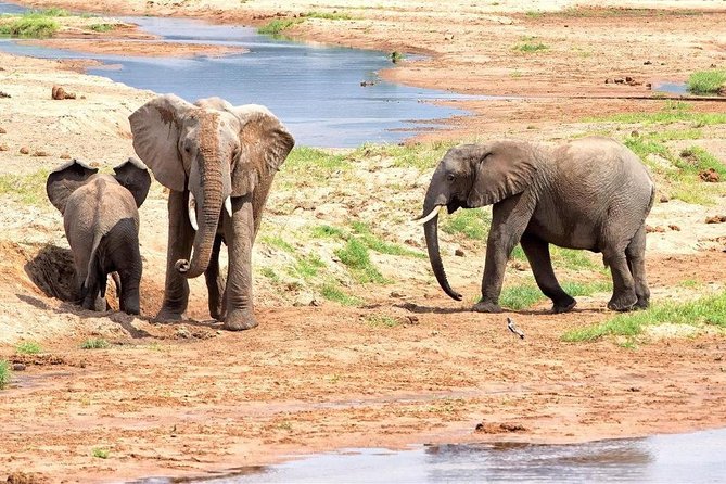 5 Days Ruaha National Park Safari - Key points to know before booking