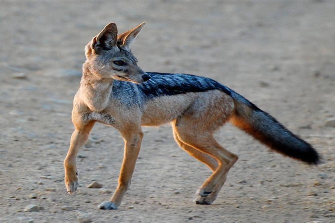 5 Days Ruaha National Park Safari - Why Ruaha makes this safari different