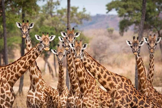 5 Days Ruaha National Park Safari - Day 4: A walking safari among plants and tracks