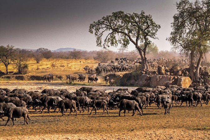5 Days Ruaha National Park Safari - What the $1,555.31 price really covers