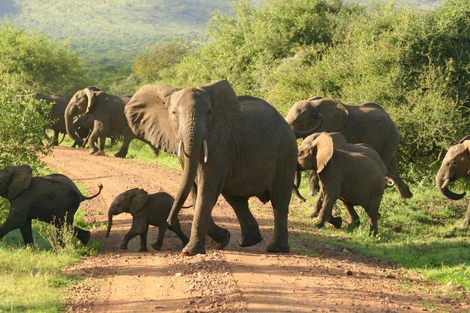 5 Days Ruaha National Park Safari - Day 2: A full day searching for predators and elephants