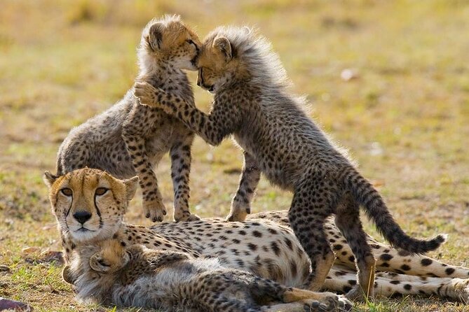 5 Days Safari Adventure in Tanzania - Day two: Lake Manyara, then the long road west