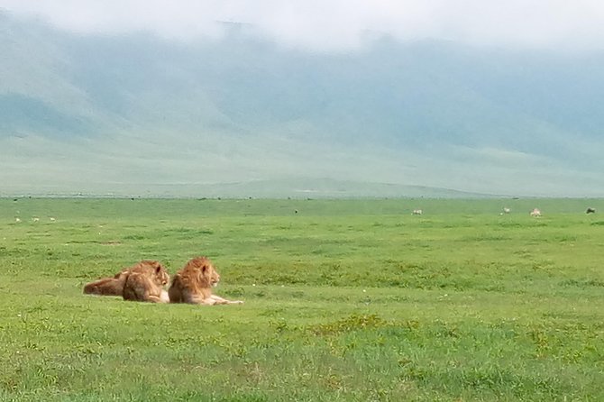 5 Days Safari from Dar es Salaam to Tarangire NP, Manyara NP & Ngorongoro Crater - Day 2: Elephants and Baobabs in Tarangire National Park