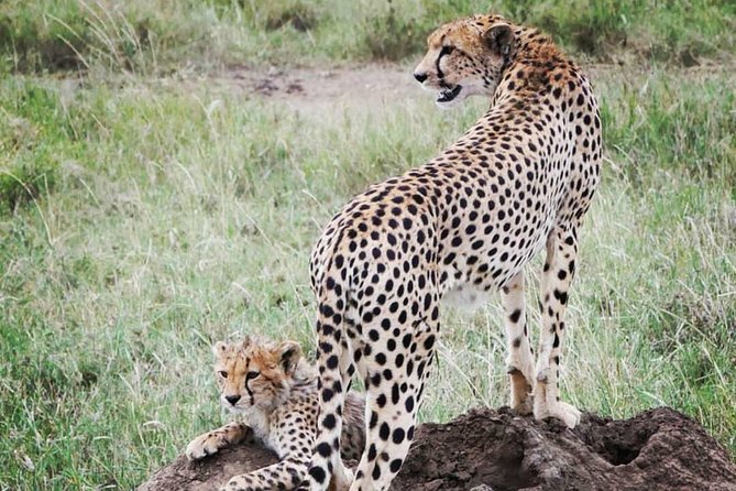 5 days safari, hiking & culture (Serengeti & kilimanjaro) - Day three: An early Serengeti start