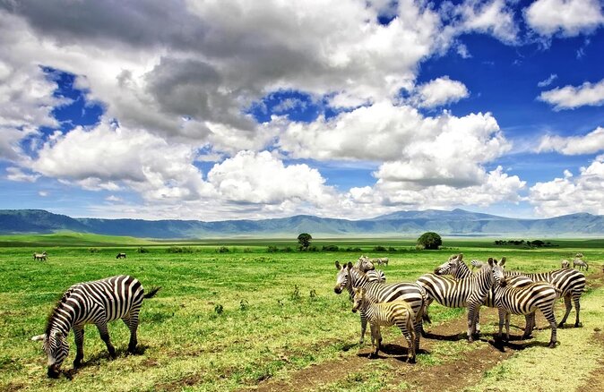 5 Days Safari In Serengeti And Ngorongoro - Key points to know before booking