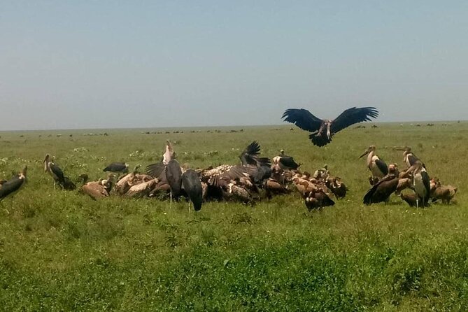 5 Days Safari In Serengeti And Ngorongoro - A full second day in Serengeti