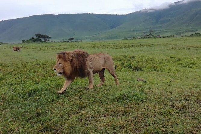 5 Days Safari In Serengeti And Ngorongoro - Ngorongoro Crater and the return to Arusha