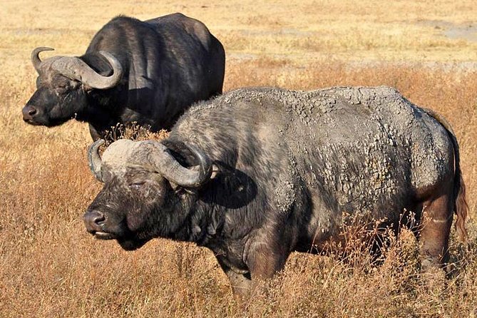 5 Days Safari In Serengeti And Ngorongoro - Lake Manyara: birds, hot springs, and Rift Valley scenery