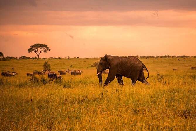 5 Days Safari in Tanzania | Camping and Lodge Safaris - Day 2: The long road to Serengeti