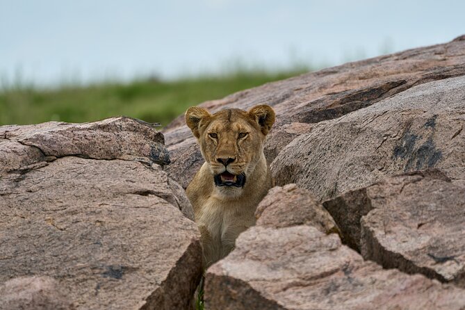 5 Days Safari Northern Circuit of Tanzania - What this five-day route gets right