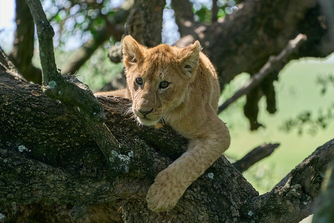 5 Days Safari Northern Circuit of Tanzania - Day 4: The Serengeti and the meaning of endless plains