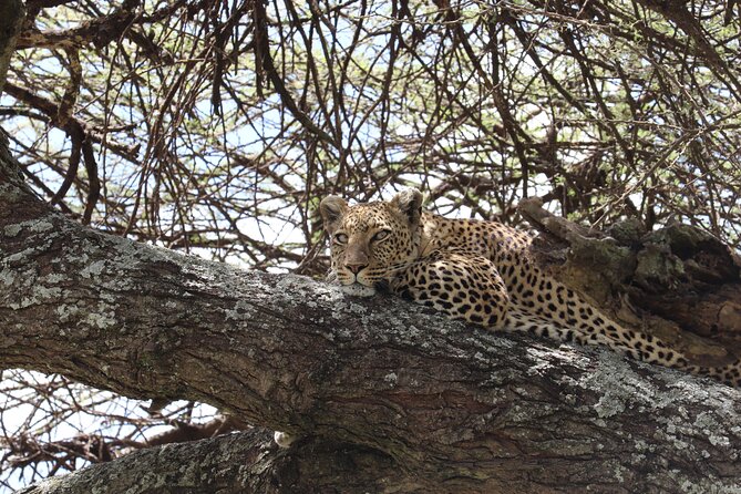 5 Days Safari Northern Circuit of Tanzania - Day 5: Lake Manyara’s birds, forest, and tree-climbing lions