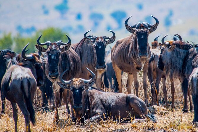 5 Days Safari Tarangire, Serengeti, and Ngorongoro Crater - Day 4: From the Serengeti toward Ngorongoro