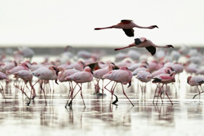 5 Days Safari Tarangire, Serengeti, and Ngorongoro Crater - Day 5: Ngorongoro Crater packs a lot into one place