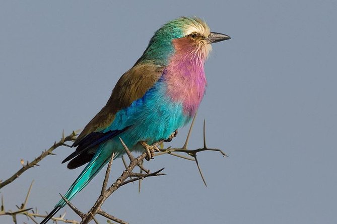 5 days Safari to Lake Manyara, Serengeti and Ngorongoro crater - Key details to know before booking