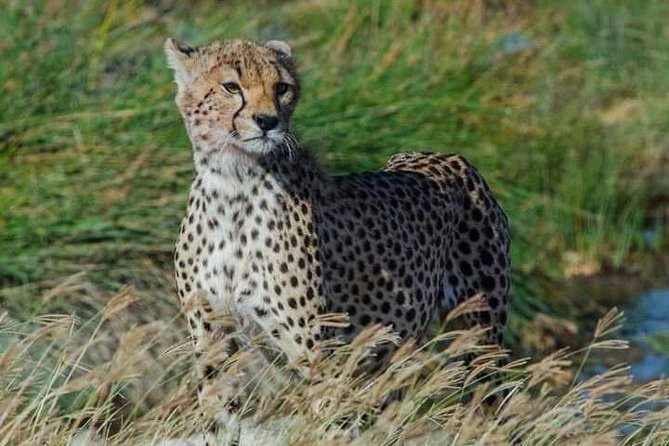 5 days Safari to Lake Manyara, Serengeti and Ngorongoro crater - Day one at Lake Manyara, a small park with a big mix