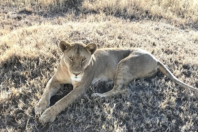 5 days Safari to Lake Manyara, Serengeti and Ngorongoro crater - Day five at Ngorongoro Crater