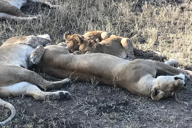 5 days Safari to Lake Manyara, Serengeti and Ngorongoro crater - Days two and three in the Seronera plains