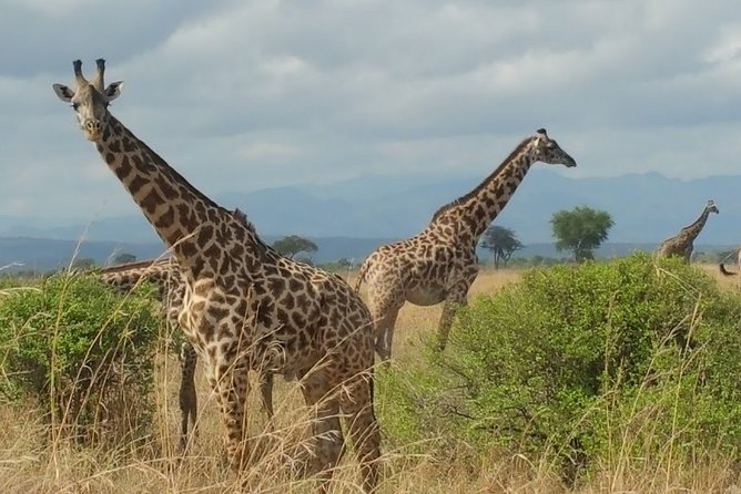5 Days Safari to Nyerere NP (Selous GR) and Mikumi NP - Why this southern Tanzania route works