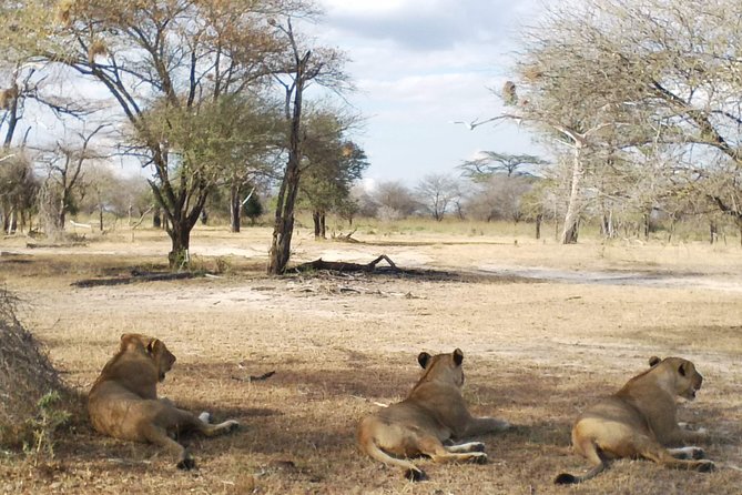 5 Days Safari to Nyerere NP (Selous GR) and Mikumi NP - Day 4: Full-day wildlife viewing in Mikumi