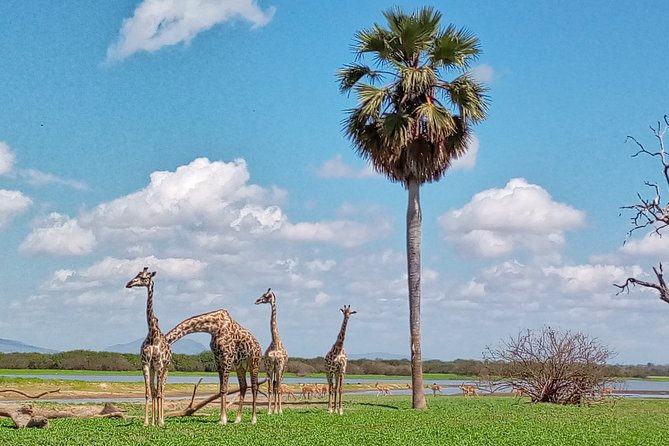 5 Days Safari to Nyerere NP (Selous GR) and Mikumi NP - Day 5: Sunrise, one last drive, and the return to Dar